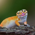 The Ultimate Guide to Reptile and Amphibian Pet Shops in Palm Beach County, FL
