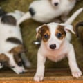 The Ultimate Guide to Adopting a Pet from Pet Shops in Palm Beach County, FL