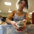 The World of Exotic Pets: A Guide to Pet Shops in Palm Beach County, FL