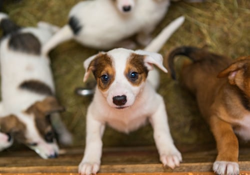 The Ultimate Guide to Adopting a Pet from Pet Shops in Palm Beach County, FL